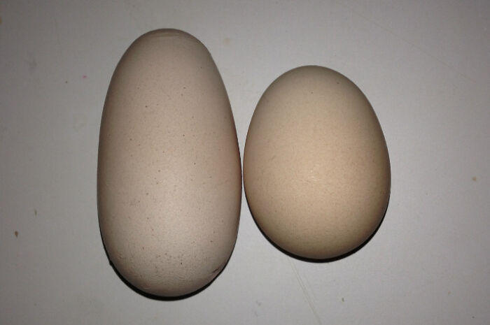 My Chicken Laid An Abnormally Shaped Egg Today