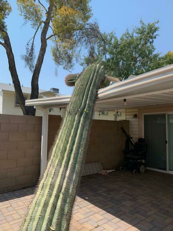 In Arizona It's Illegal To Cut Down A Saguaro Cactus. Last Night This Precious 15-Foot Piece Of Protected Wildlife Destroyed My Roof 