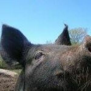 williampatrick62 avatar