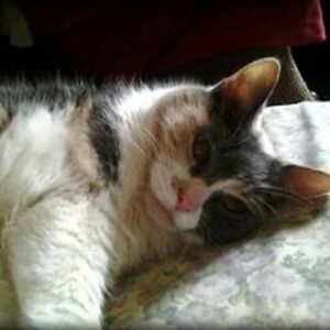 andreafolkins2 avatar