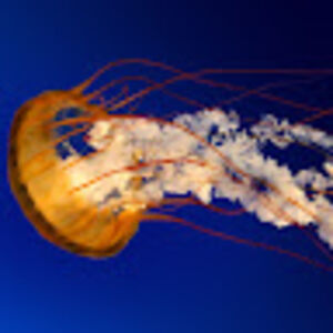 auroralevinson avatar