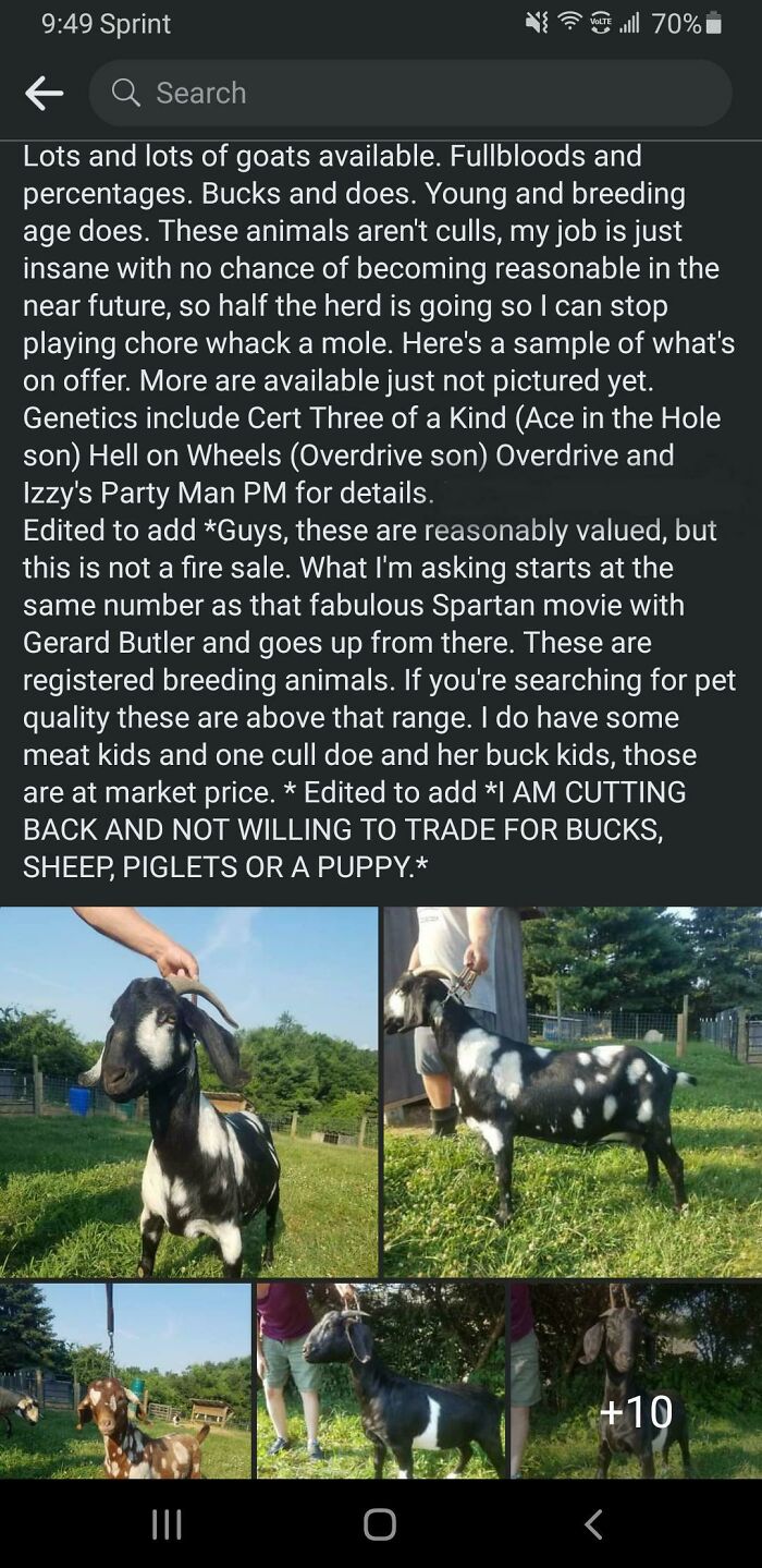 My Friend Selling Some Goats Has To Keep Editing The Post Because Of Choosey Beggars