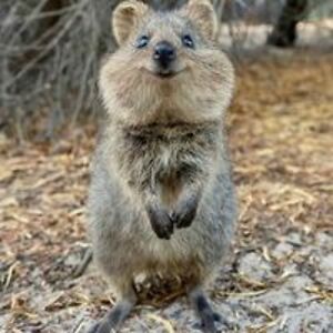 gbigaouette53 avatar