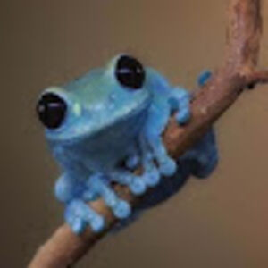 frogonabranch avatar