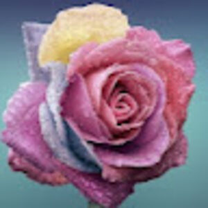 juliawolf-dubin avatar