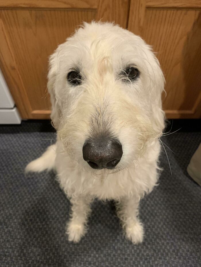 Adopted This Pretty Lady A Few Days Ago