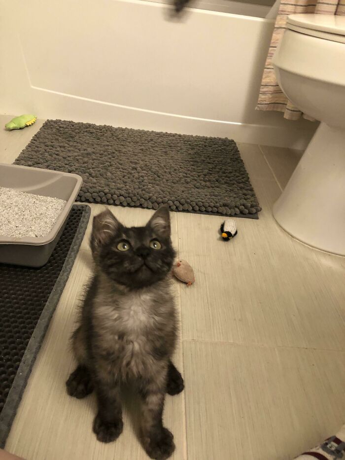 Went For Dog Food And Ended Up Adopting This Lil Guy Named Smokey