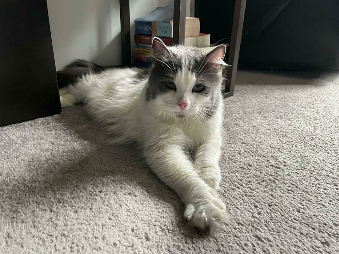 After Much Deliberation (Like 15 Minutes) We Adopted Another Kitty. Meet Poppy