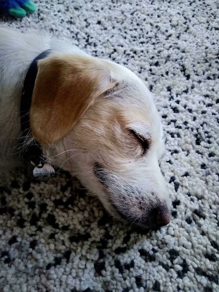 We Adopted This Little Guy A Few Weeks Ago. A Life-Changing Decision For Everyone!