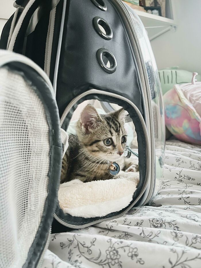 My Newly Adopted Boy Tigger. He’s A Smol 7 Week Boy