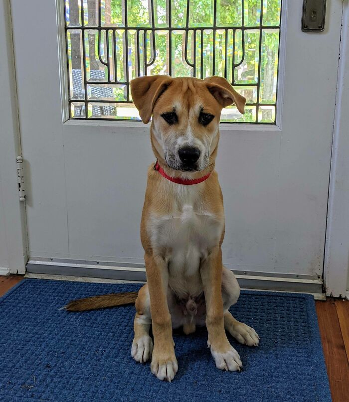 We Decided To Adopt A Pup. Everyone, Meet Fenris!