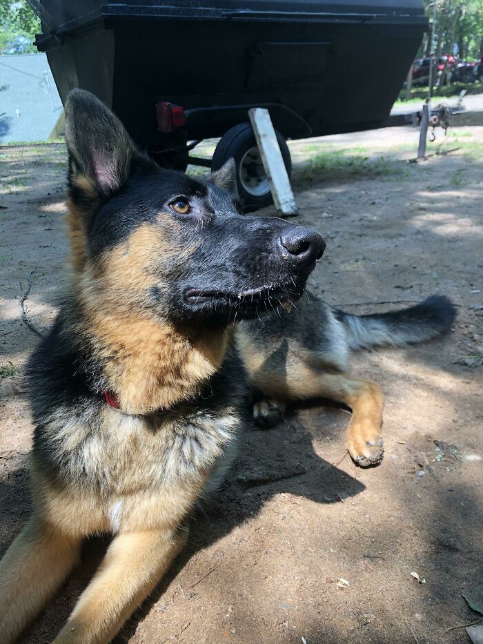 My In Laws Have Officially Adopted This Gorgeous Boy!