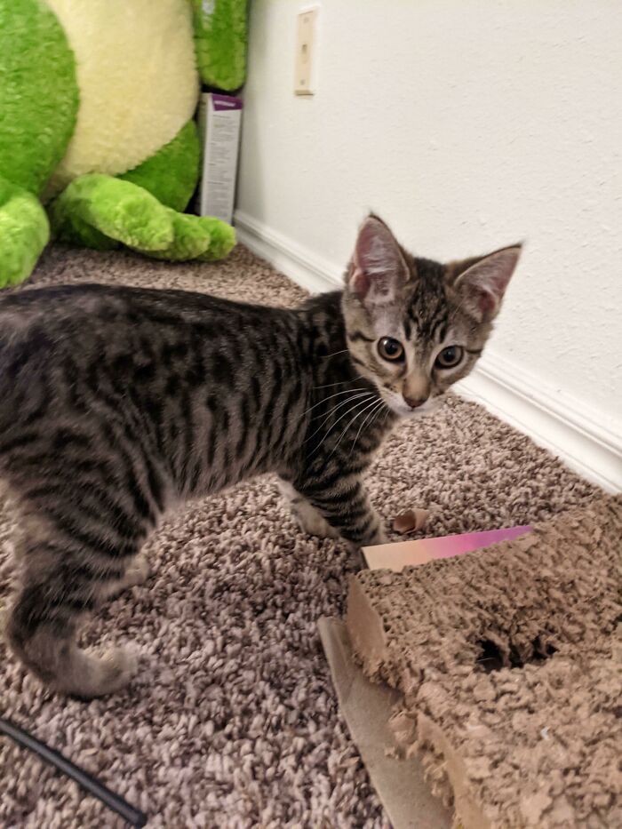 Just Adopted This Little Guy Today. His Name Is Benji