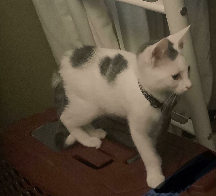 I Adopted A Cat After Years Of Begging! 