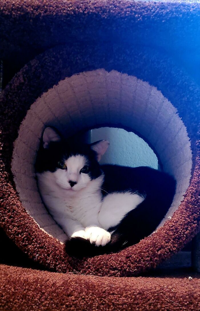 I Adopted A Stray And He Loves Me 