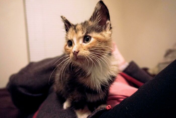 The Night She Was Adopted!