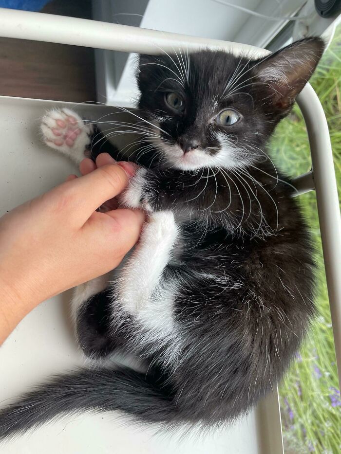 Adopted Our Third Cat. Meet Molly 9 Weeks Old