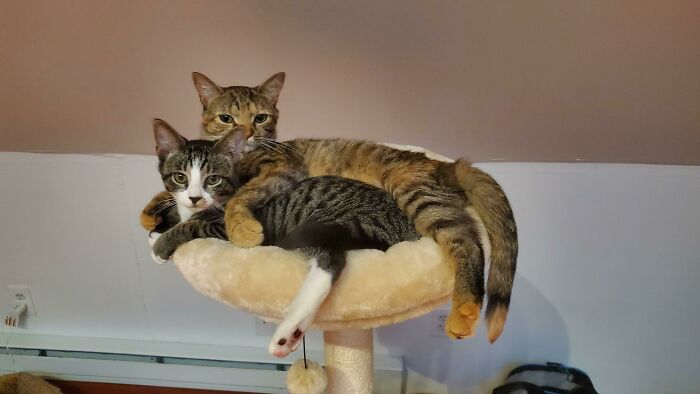 My Friend Was Worried Her Cat Wouldn’t Get Along With The New Kitten She Adopted. One Hour Later