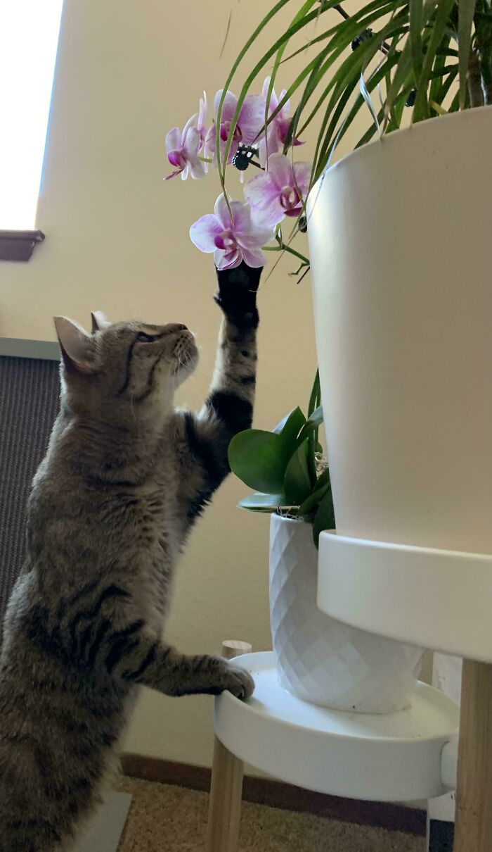 I Took This The Next Morning After Adopting Him