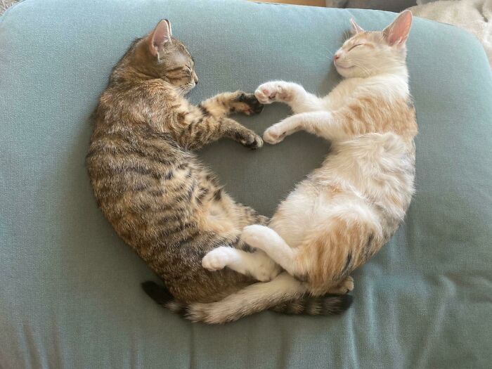 I Think They Are Loving Our Place. Newly Adopted