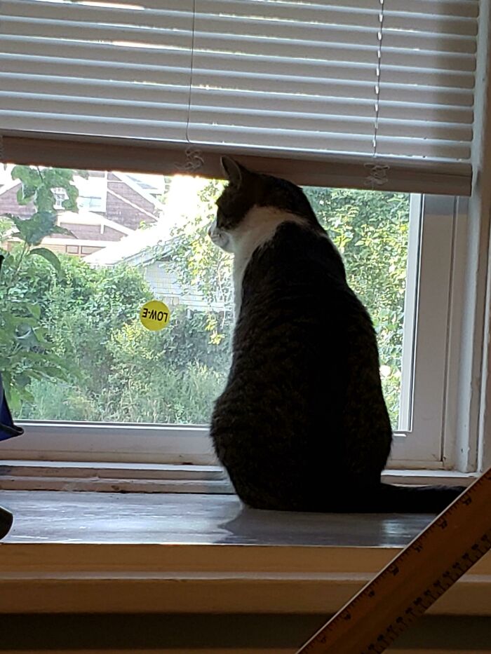 He's Been At The Shelter For 3 Months. We Have No Idea Why. This Is 3 Hours After He Came To His Forever Home. Best $5 Ever Spent!