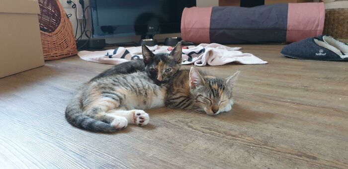 Gave Two Girls From The Animal Shelter Their Forever Home Yesterday And Am In Love