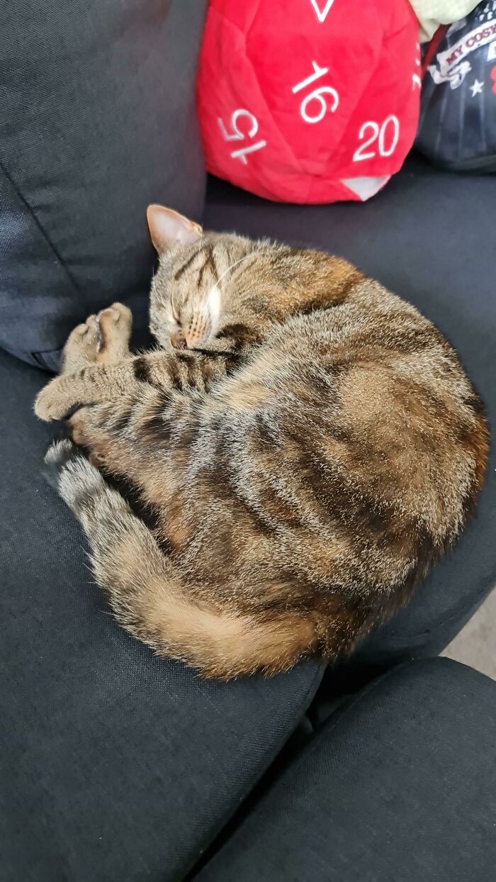 Meet Noodle! We Got Her From The Shelter Yesterday. I Think She's Happy To Be In Her Forever Home