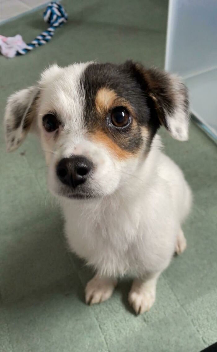 Please Allow Me To Introduce You To My New Rescue Puppy Sisko!