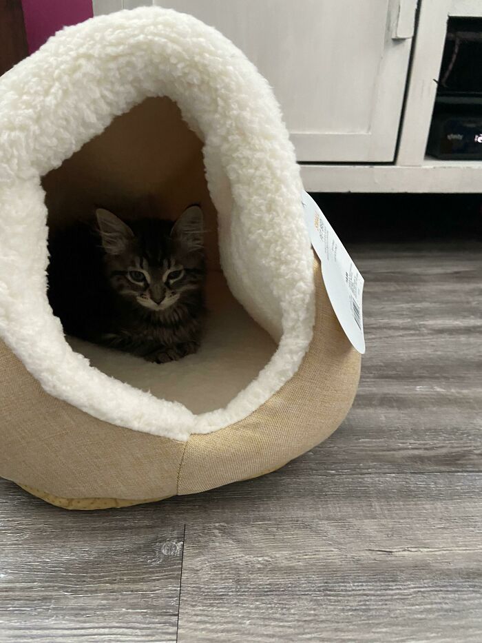 My Wife Has A Hard Month Of Work Ahead Of Her. We Decided To Rescue An Office Assistant. Meet Mable!