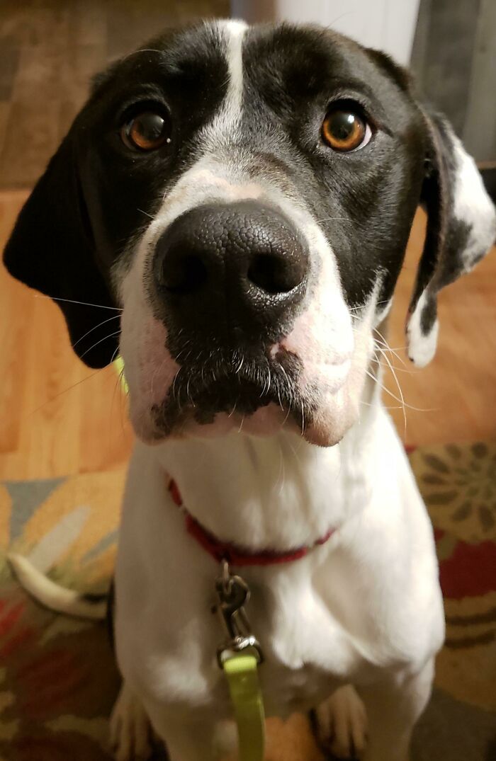 Rescue Day 1. Can't Say No To Those Eyes