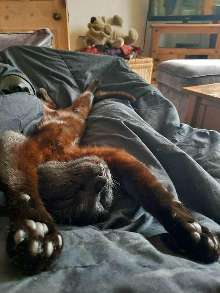 Our New Rescue Is Starting To Feel At Home!