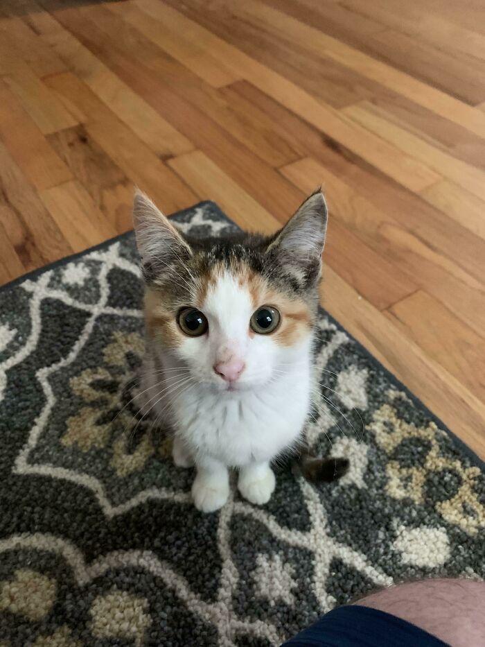 Just Adopted This Little Peanut