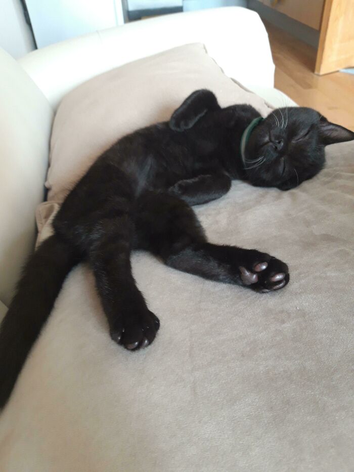 Working From Home Got 1000% Better Since I Adopted This Little Guy!