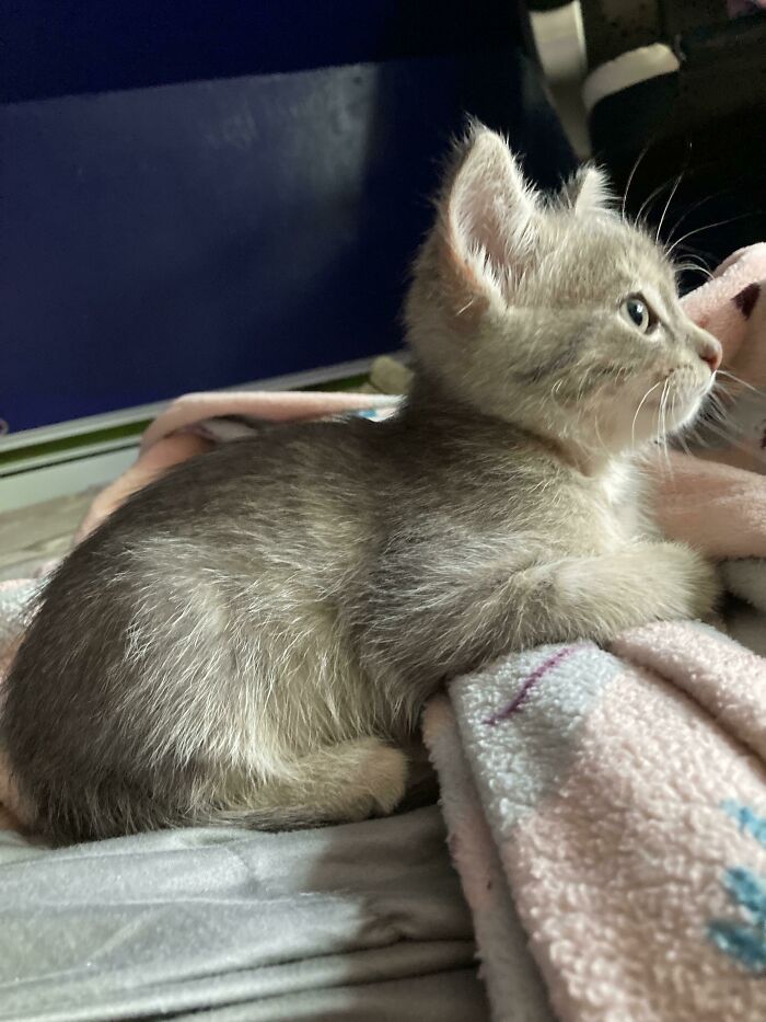 This Is Dot We Adopted Her Today