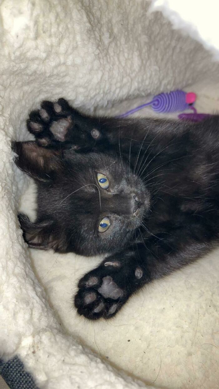 We Recently Adopted This Mini Panther Who Was Found Abandoned In An Alley