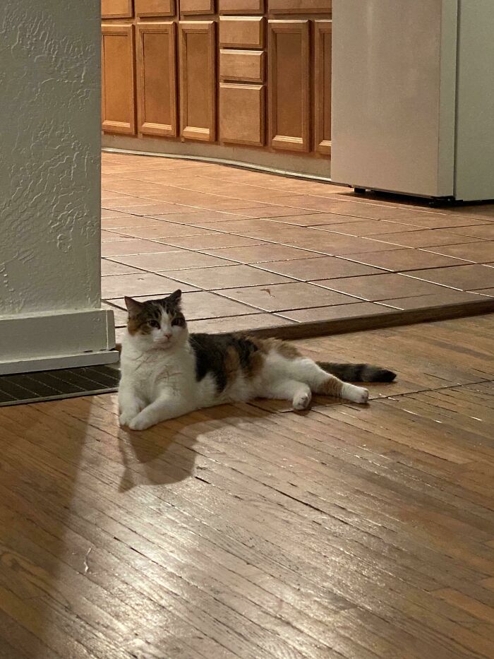 My Friend Was Going To Take Her To The Shelter, Instead I Got My Very First Cat