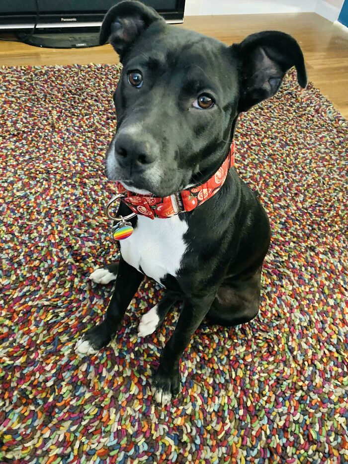 We Just Adopted Tomato Here From A Shelter