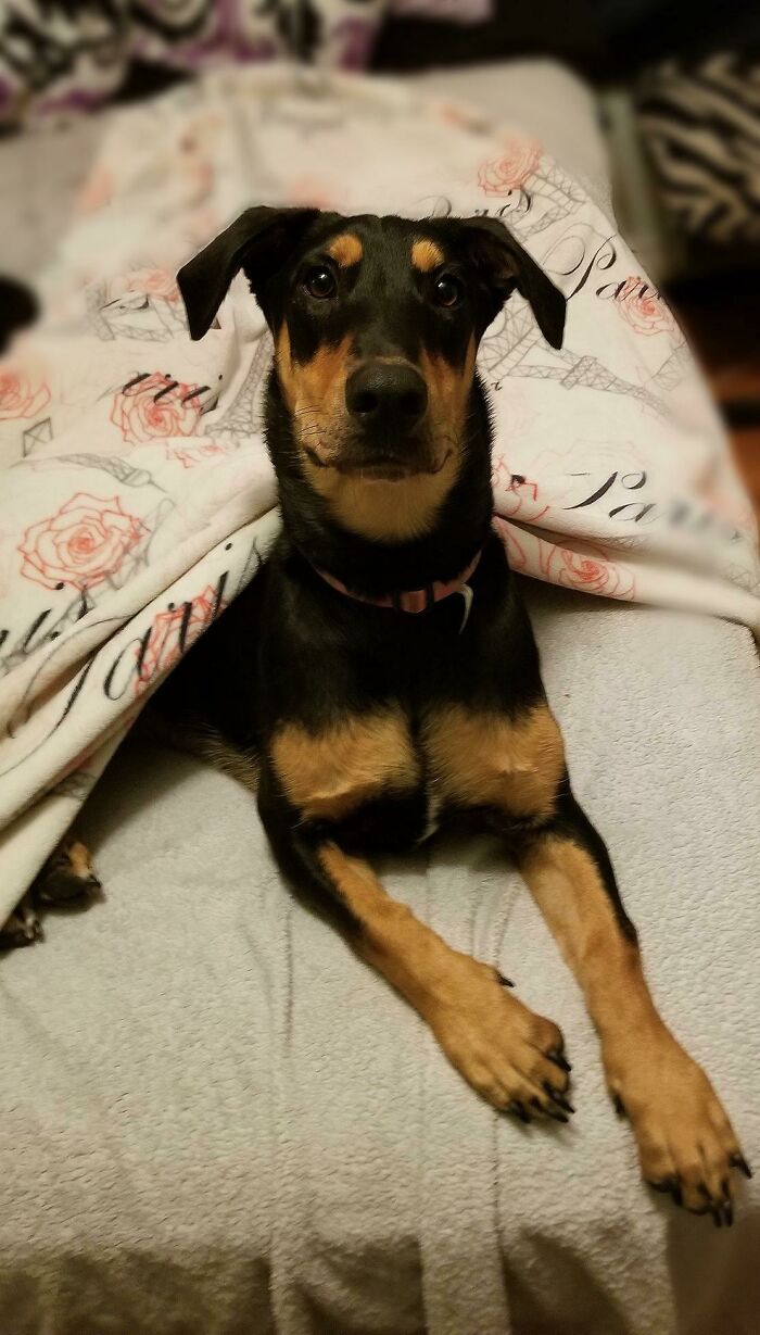 She Was An Adoption Reject For Biting. Now She Is My Best Friend. Here's To Second Chances, Stella!