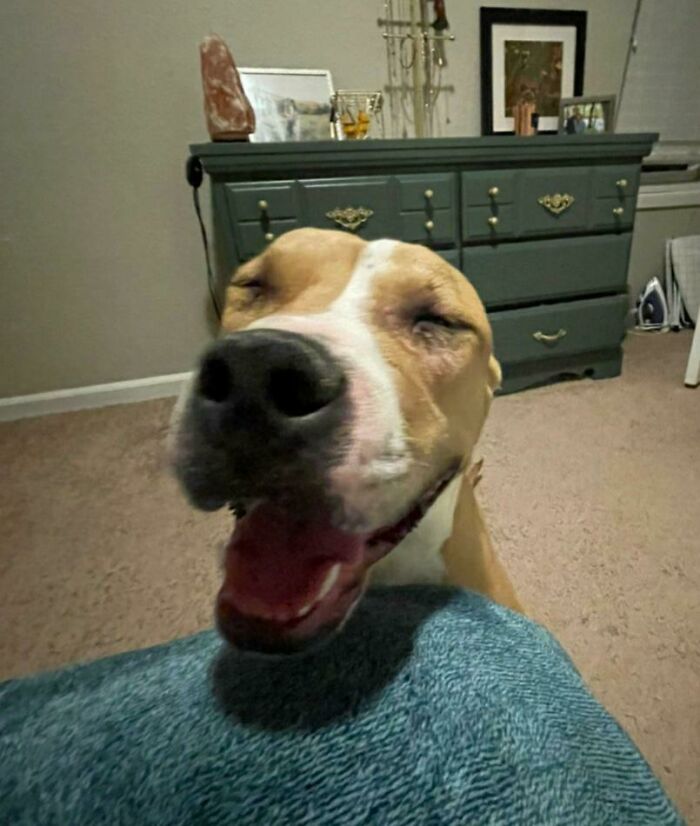 Just Adopted This Sweetie! Her Face Says It All