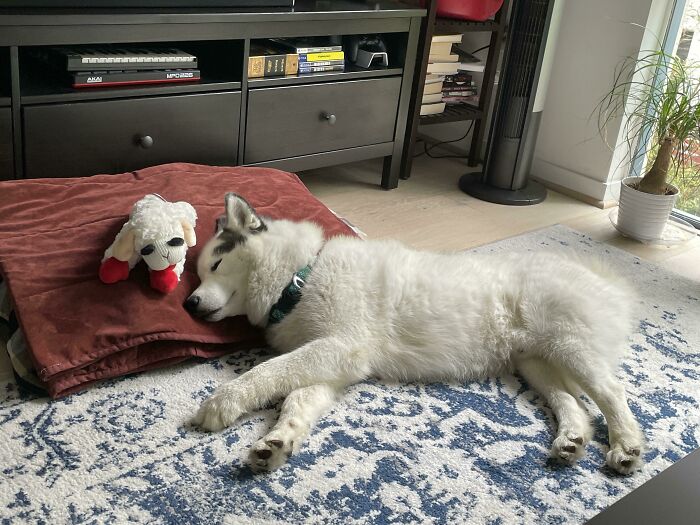 A Newly Adopted Cloud And His Toy Lamb