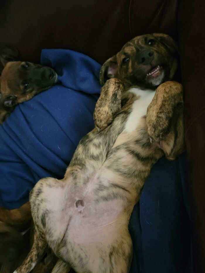 Hello From. Otto And Milo. Adopted From Local Shelter