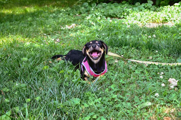Just Adopted This Pupper. I'd Say She's Pretty Happy About It