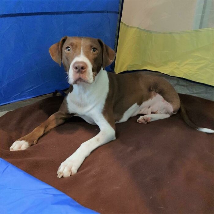 Hatty The Tripod Sends Her Regards, Today She Went From Being A Shelter Stray To A House Pupper