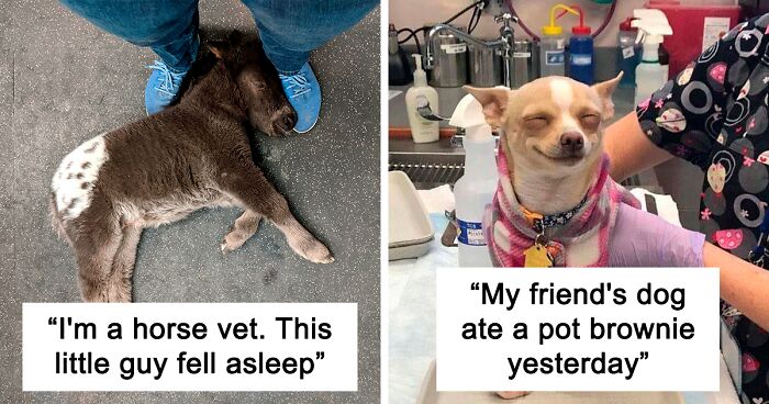 50 Times Vets Encountered The Cutest Pets At Work And Just Had To Take A Picture