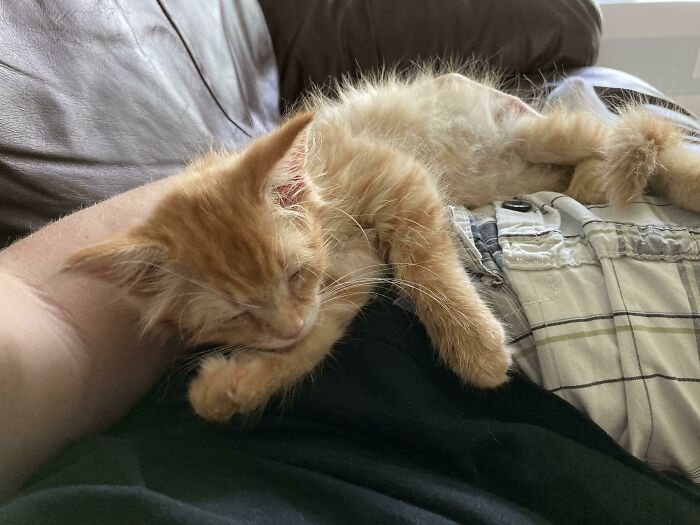 We Adopted This Sweet Girl, And A Week Later I Lost My Job. She’s Made Me Smile Every Day Despite The Circumstances