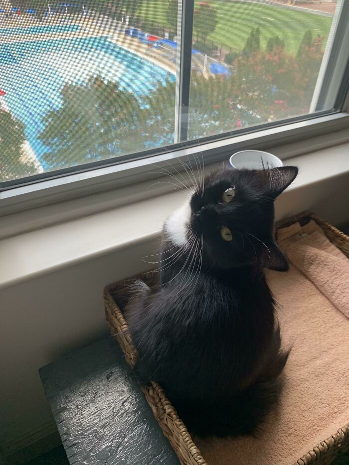 Unfathomable To Me That Someone Got A Quarantine Cat And Dropped Him Off At The Atlanta Humane Society Two Weeks Ago, But Lucky For Me— Now Pierogi Is Happy In His Forever Home! 