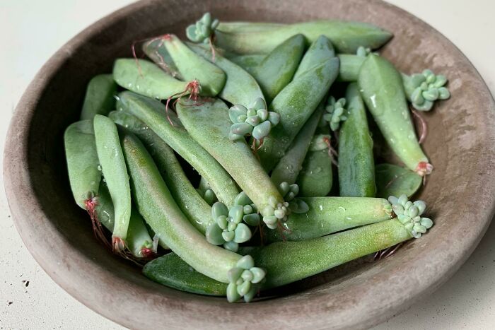 Forbidden Snap Peas (Succulents)
