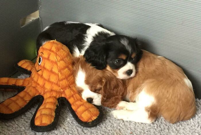 First Night In Forever Home