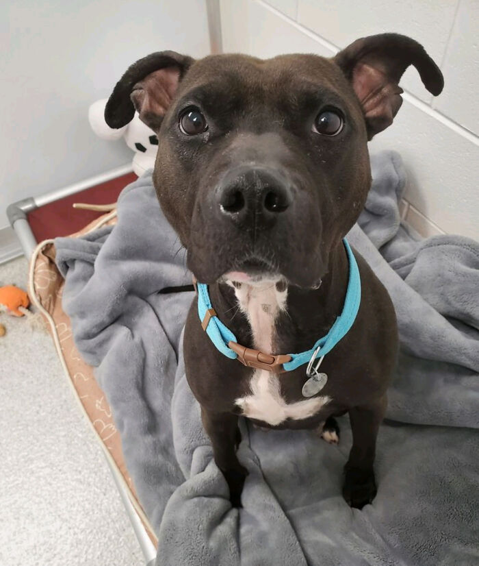 Update: Louise Just Got Adopted!!!