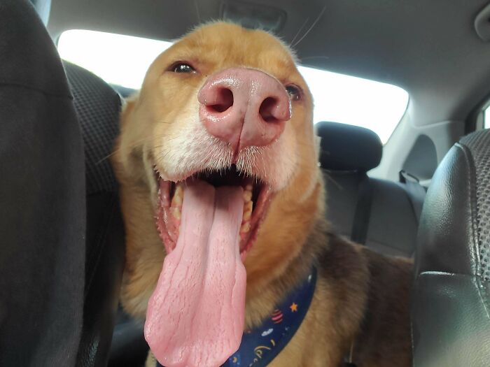 Newly Adopted Shelter Dog!